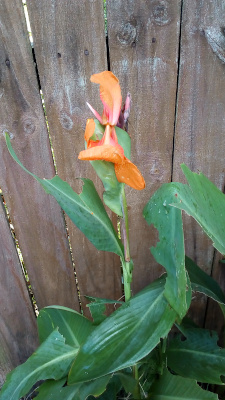 [A plant with large oblong leaves has one stalk atop which an orange bloom sits. The bloom has several very large petals. ]